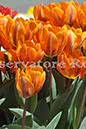 %_tempFileName20455_07042010%