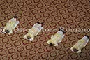 %_tempFileName01028_06012013%
