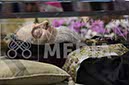 %_tempFileName02600_17032018%