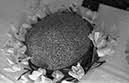 %_tempFileNamesc2-142_04368%